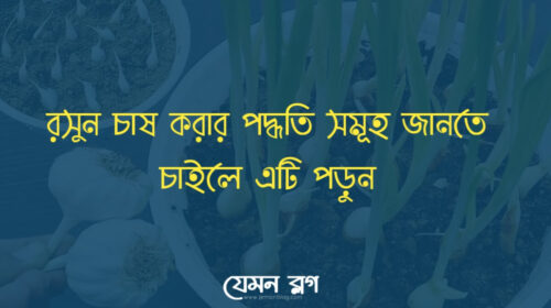 রসুন চাষ