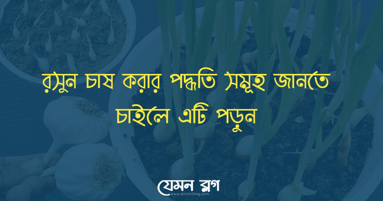 রসুন চাষ