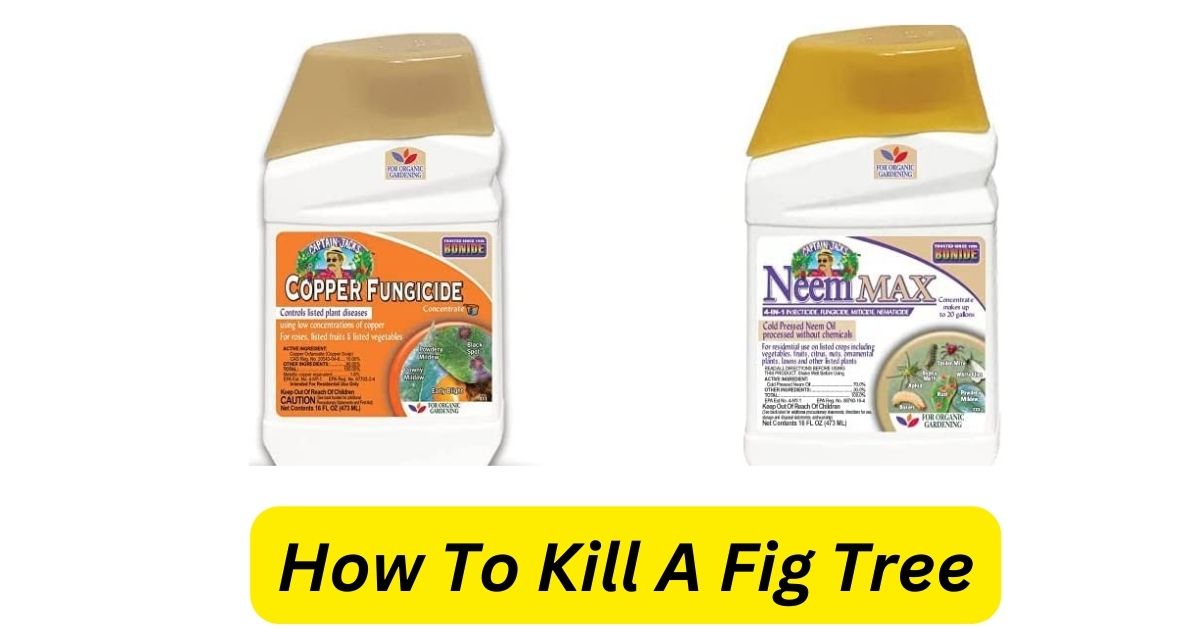 How To Kill A Fig Tree
