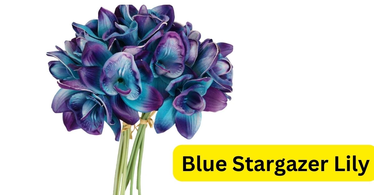 Blue Stargazer Lily