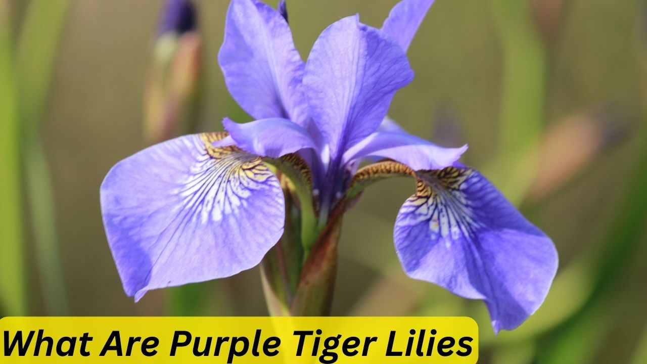 What Are Purple Tiger Lilies