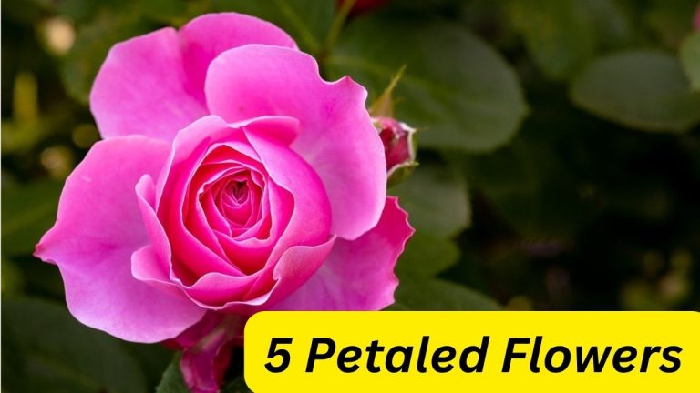 5 Petaled Flowers