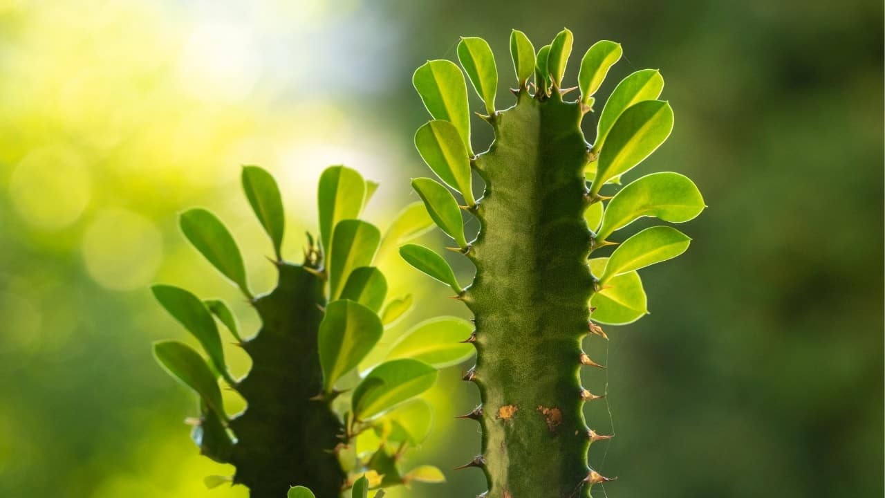 African Milk Bush Plant Flower