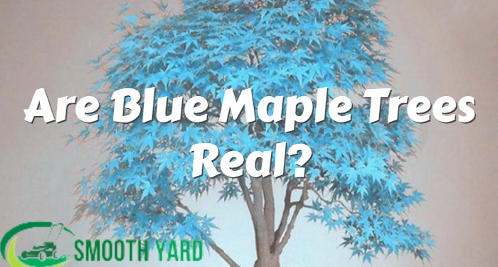 Are Blue Maple Trees Real