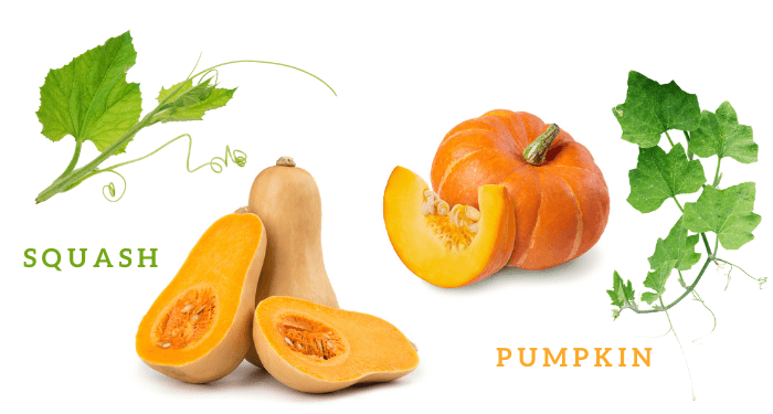 Difference-Between-Squash-and-Pumpkin-Leaves