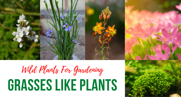 Grass-Like-Plants