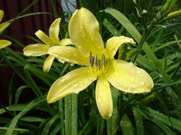  Hemerocallis Citrina 