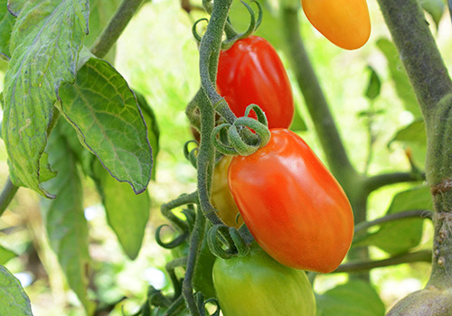 Husky Cherry Red Tomato Leaves