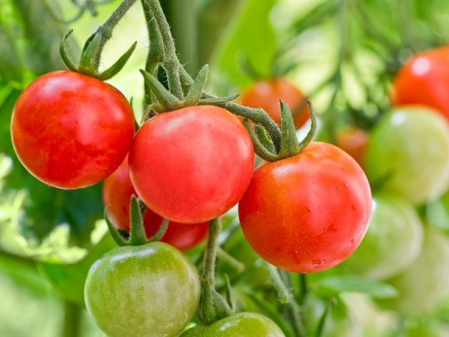 Husky Cherry Red Tomato