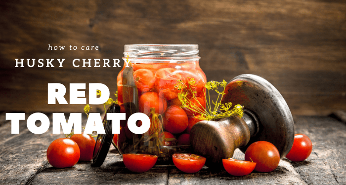 Husky-Cherry-Red-Tomato