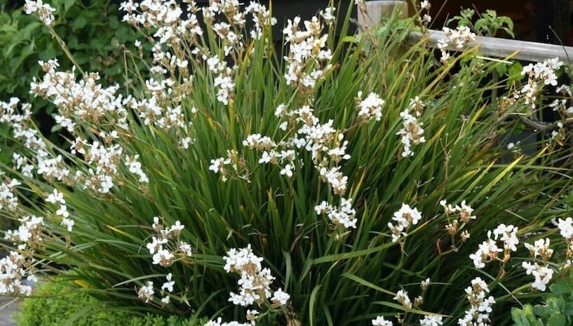 Libertia Grandiflora