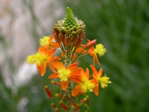 Orange Bulbine