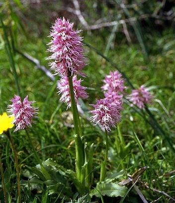 Orchis Italica Seed