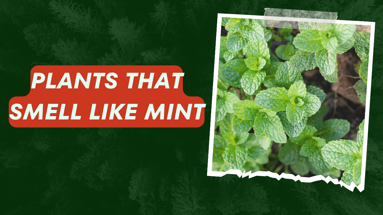 Plants That Smell Like Mint