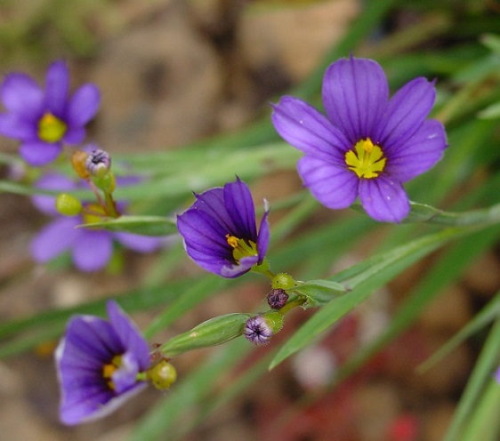  Sisyrinchium