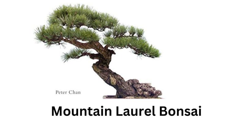 Mountain Laurel Bonsai