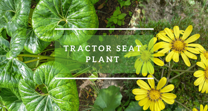 Tractor Seat Plant