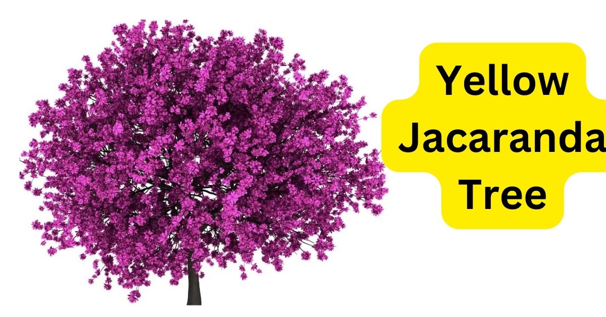 Yellow Jacaranda Tree