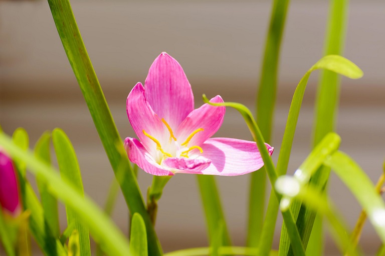 Zephyranthes carinata