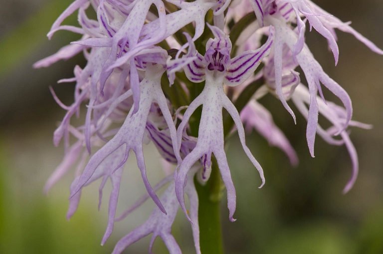 naked man orchid