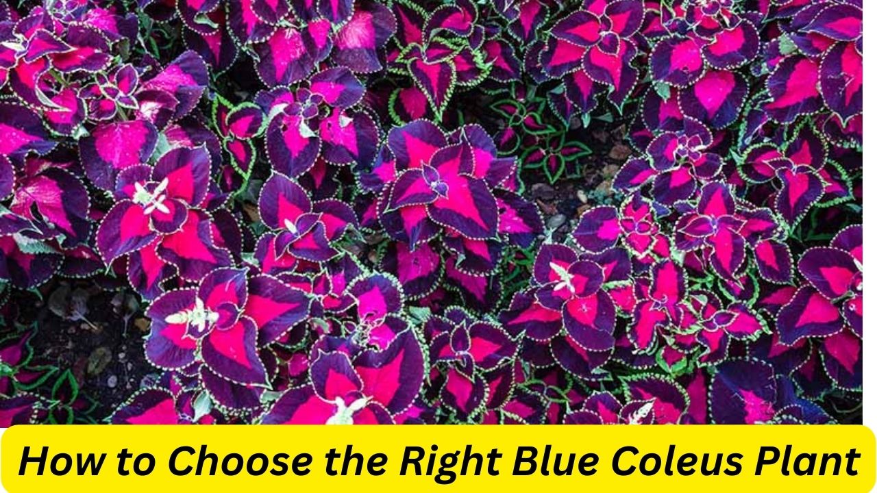 How to Choose the Right Blue Coleus Plant