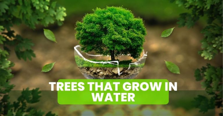 Trees That Grow in Water