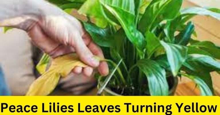 peace lilies leaves turning yellow