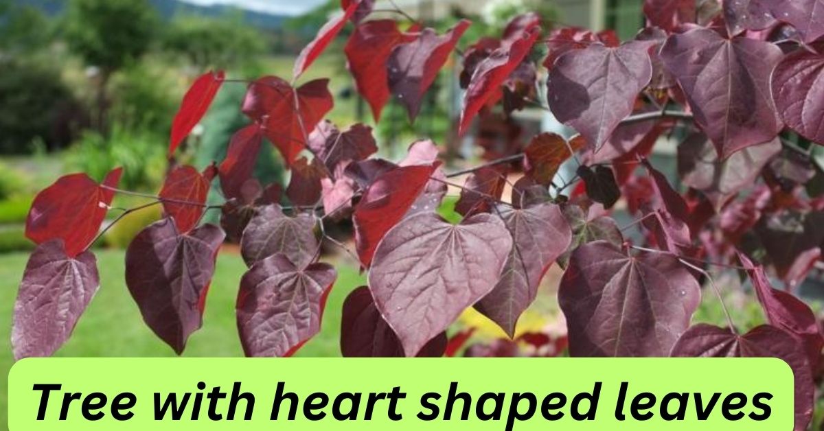 Tree with heart shaped leaves