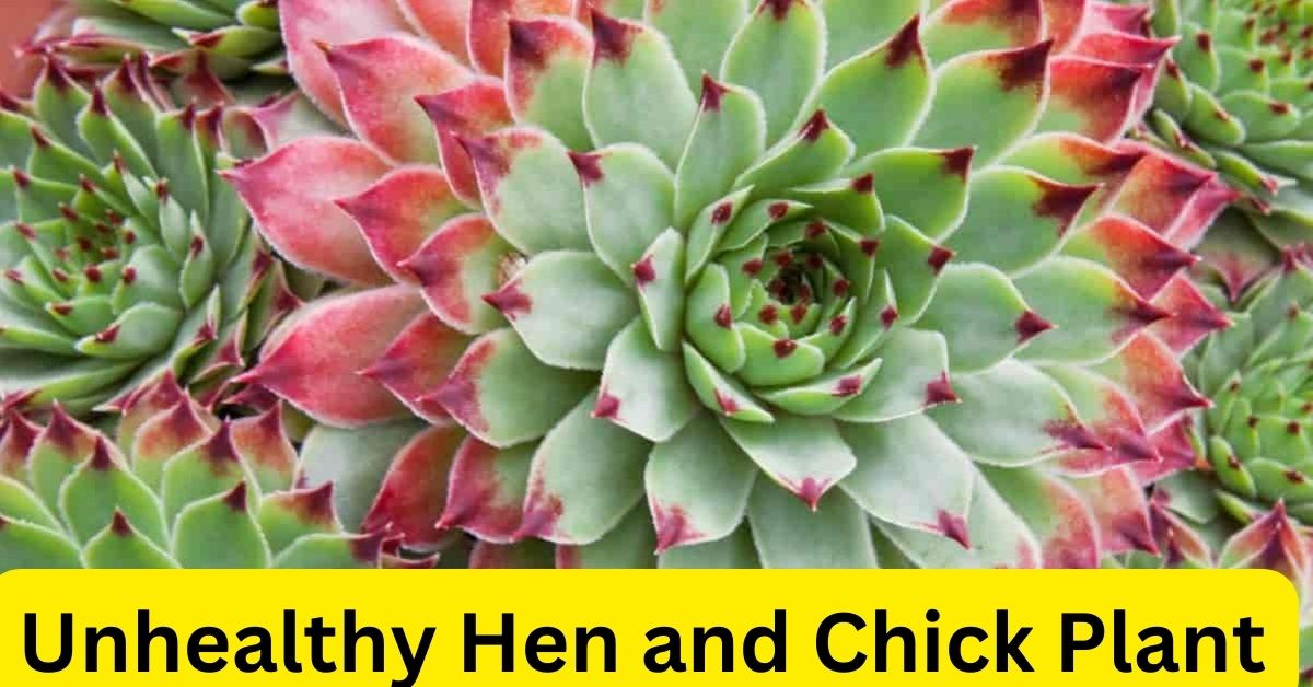 Unhealthy Hen and Chick Plant