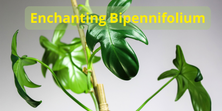 Enchanting Bipennifolium