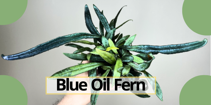 Blue Oil Fern